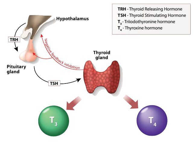 Thyroid Gland function 1